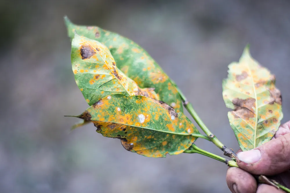 Coffee leaf with rust fungus © Getty Images