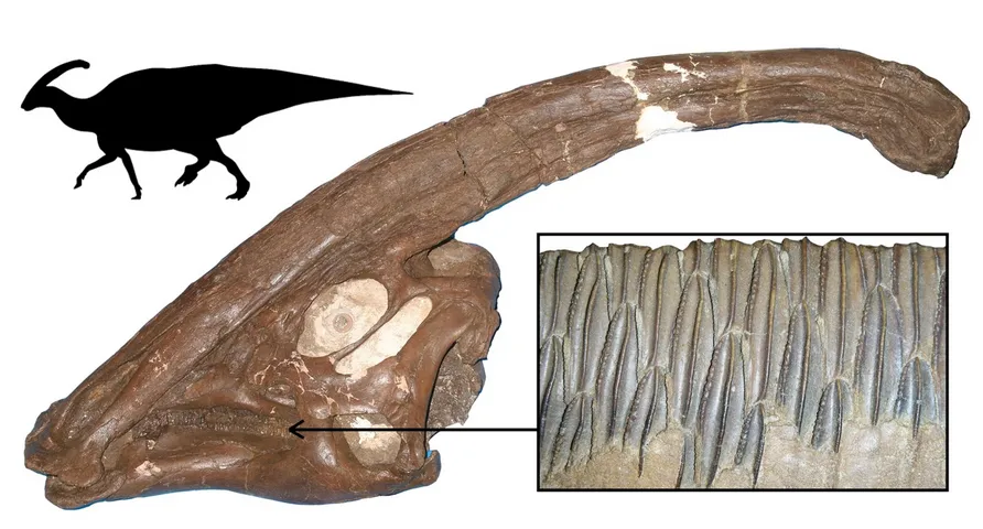 One of the most successful dinosaur plant-eaters, Parasaurolophus from the Late Cretaceous of North America, showing the skull, with long crest, the multiple rows of teeth, and body outline © University Of Bristol