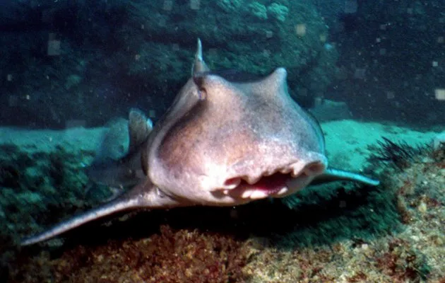 A Port Jackson shark © Fairfax Media/Fairfax Media via Getty Images