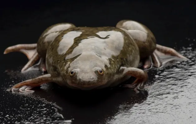 An African clawed frog, Xenopus laevis borealis © Joel Sartore/National Geographic/Getty Images