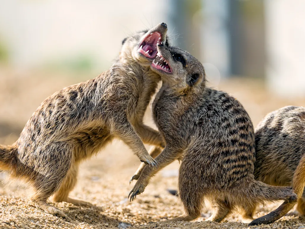 Meerkat fight! © Getty