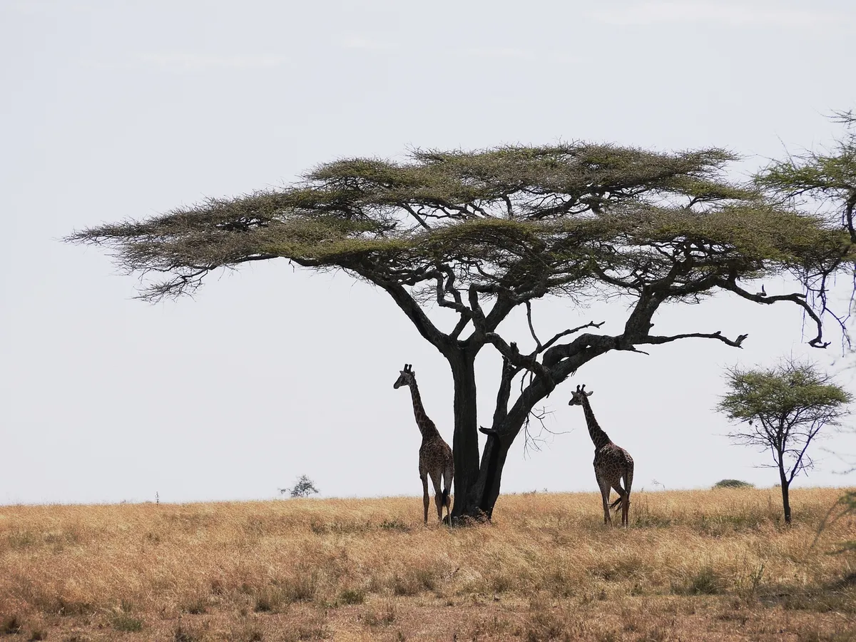Giraffes on the Serengeti Plain of Tanzania. © Bill Laurance
