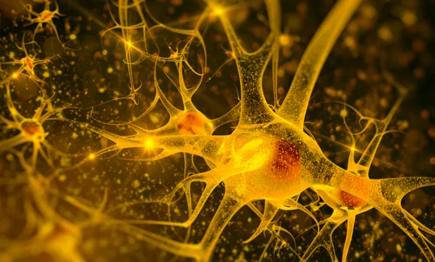 The brain contains some 86 billion neurones © iStock