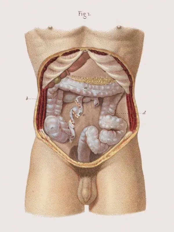 p170-171 anatomy of intestine