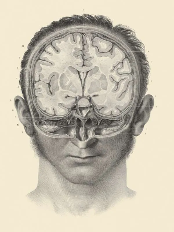 p51 human brain