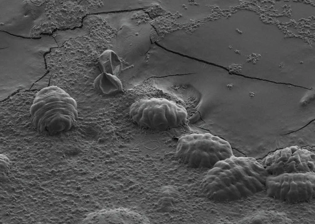 The little lumps seen here are tardigrades. When they dry out, they retract their heads and legs © T C Boothby