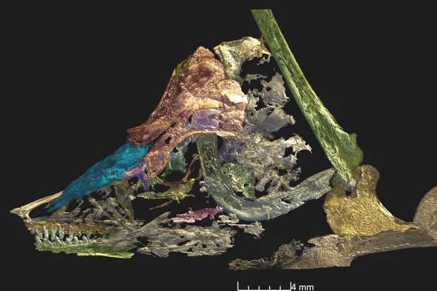 3D X-ray image of an Archaeopteryx skull © University of Manchester