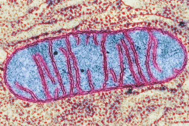 A mitochondrion, a cell's 'power pack', has a highly folded inner membrane that's packed with substances involved in the creation of ATP, which the body uses for energy © Getty Images