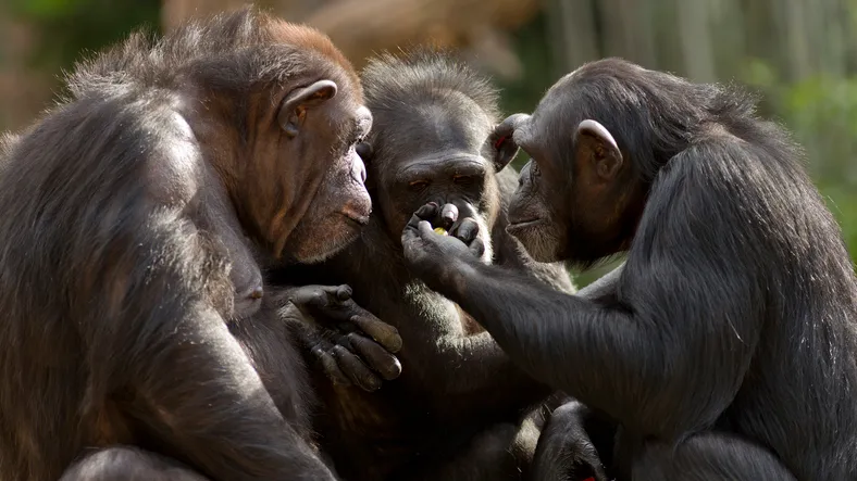 The demands of managing life in a wide social group is one explanation for the development of intelligence. Chimps can handle a bigger group than Neanderthals, while humans can handle bigger groups than chimps © Getty Images