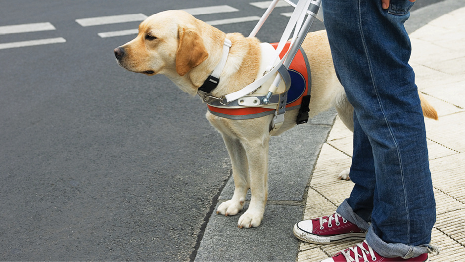 Do guide dogs know that their master is blind?