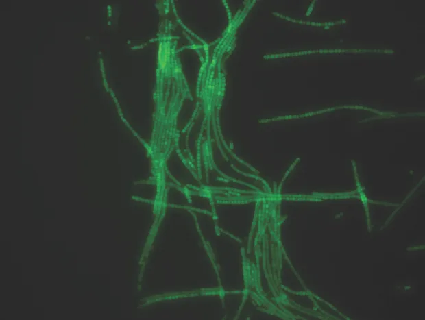Close-up image of the cyanobacterial bio ink © sudeep joshi/stevens institute of technology