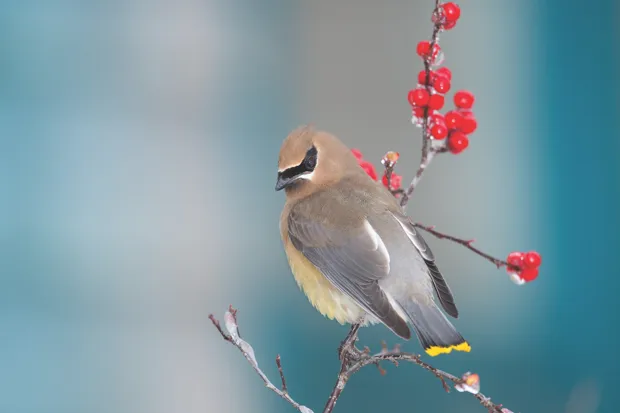 Waxwing © Getty Images