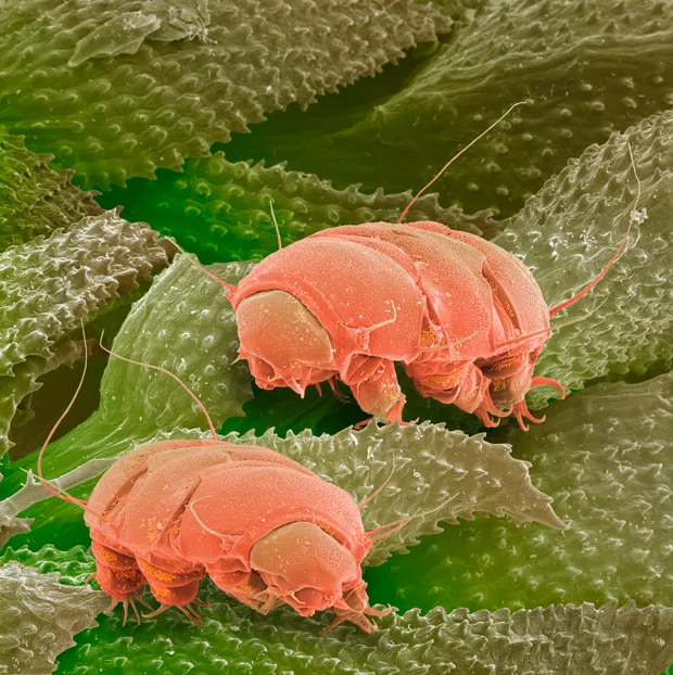 Tardigrade, the world's toughest animl, could provide clues to quantum superposition © Getty Images