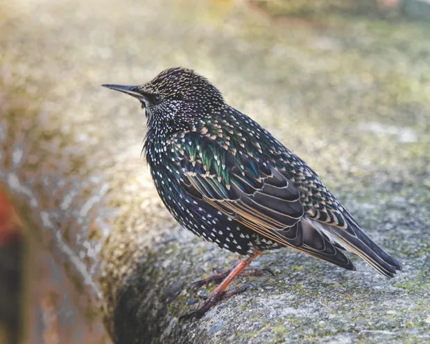 Starling © Getty Images
