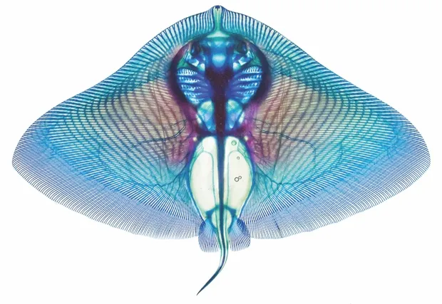 Butterfly ray (Gymnura species) © Adam Summers