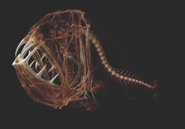 Fangtooth (Anoplogaster cornuta) © Adam Summers