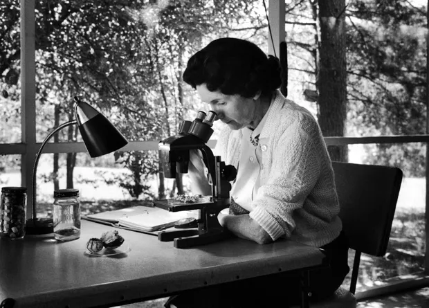 Biologist and author Rachel Carson peering through a microscope at home © Alfred Eisenstaedt/The LIFE Picture Collection/Getty Images