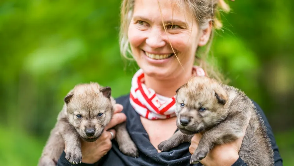 Wolves Following Humans Wolves cooperate with humans just as well as dogs - BBC Science Focus ...