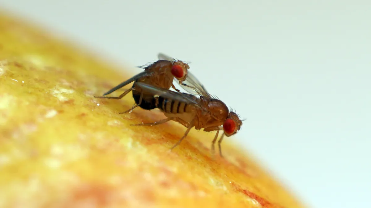 Mating Drosophila fruit flies © Stefan Luepold, University of Zurich