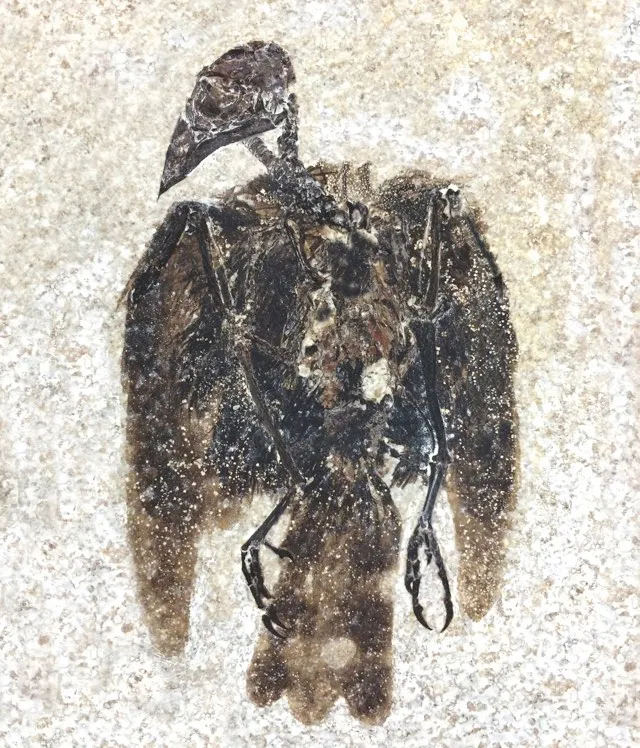 E. boudreauxi has been spectacularly preserved in rock. You can clearly see its feathers and finch-like beak © Lance Grande/Field Museum