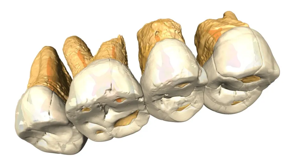 This is a CT scan and the structure of the right maxillary P3 - M2 of Homo luzonensis from Callao Cave © Callao Cave Research Project