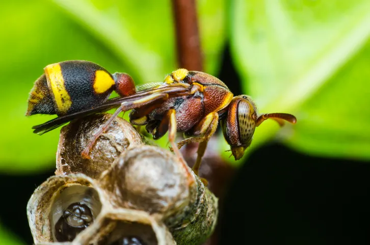 Asian hornet © Getty Images