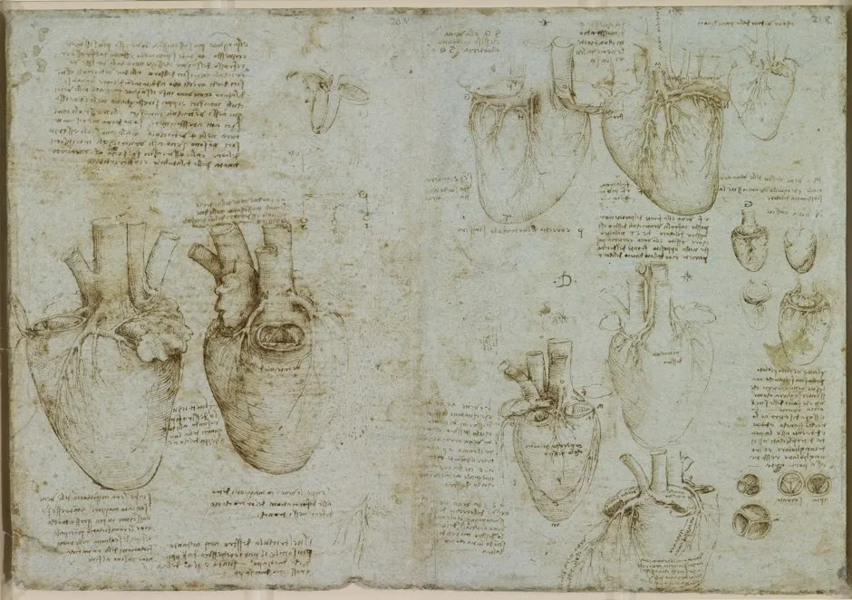 The heart and coronary vessels, c.1511-13 (Royal Collection Trust / © Her Majesty Queen Elizabeth II 2019)