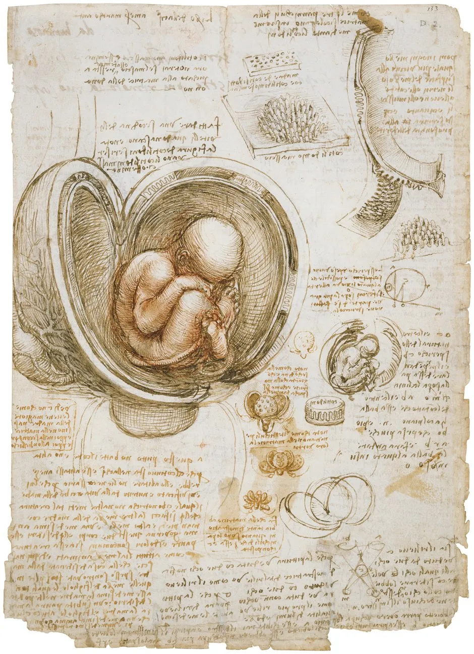 The fetus in the womb, c.1511 (Royal Collection Trust / © Her Majesty Queen Elizabeth II 2019)