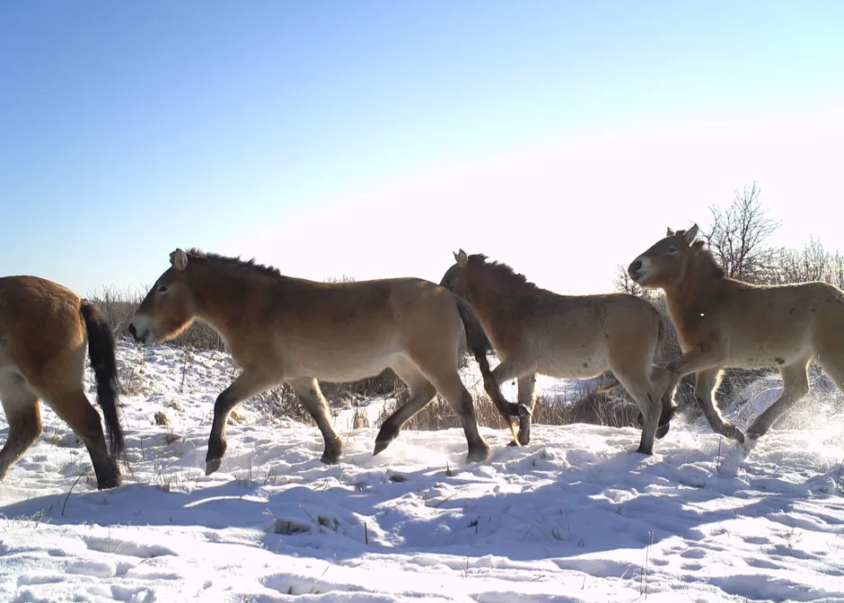 Przewalski’s horses have been successfully breeding in the Chernobyl Exclusion Zone © TREE Project