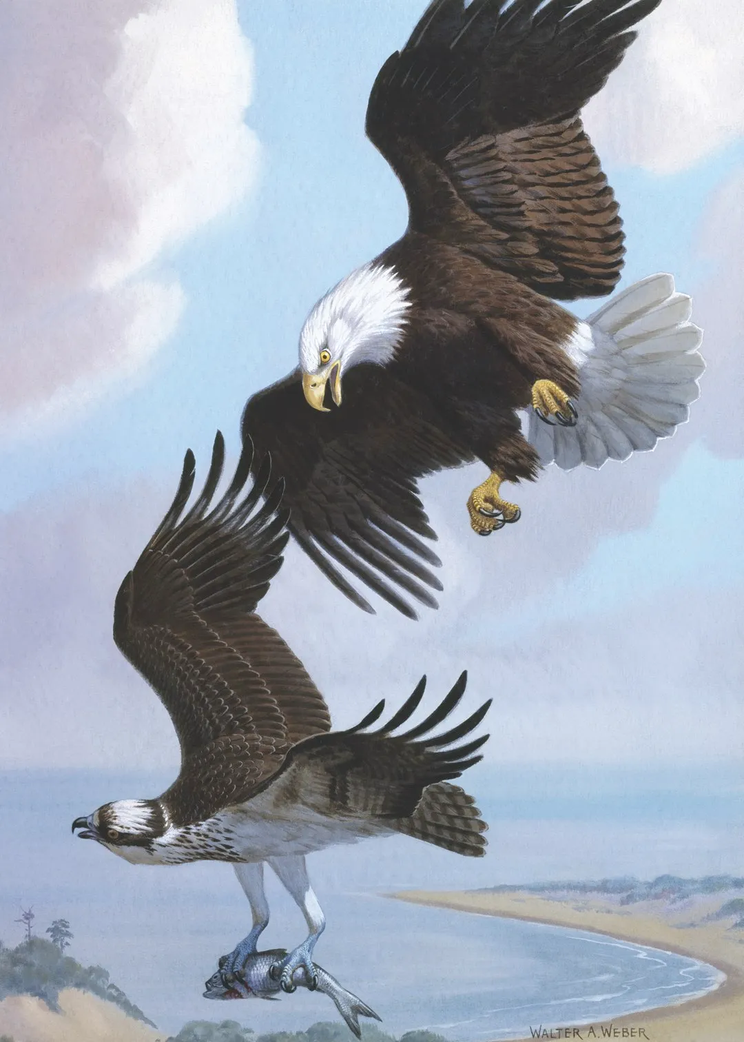 Walter A Weber’s 1950 painting for National Geographic Magazine provided the inspiration for the eagle on the Apollo 11 patch