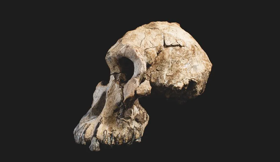 Side view of the skull © ESA