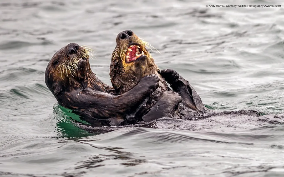 Sea otter tickle fight © Andy Harris / Comedy Wildlife Photo Awards 2019