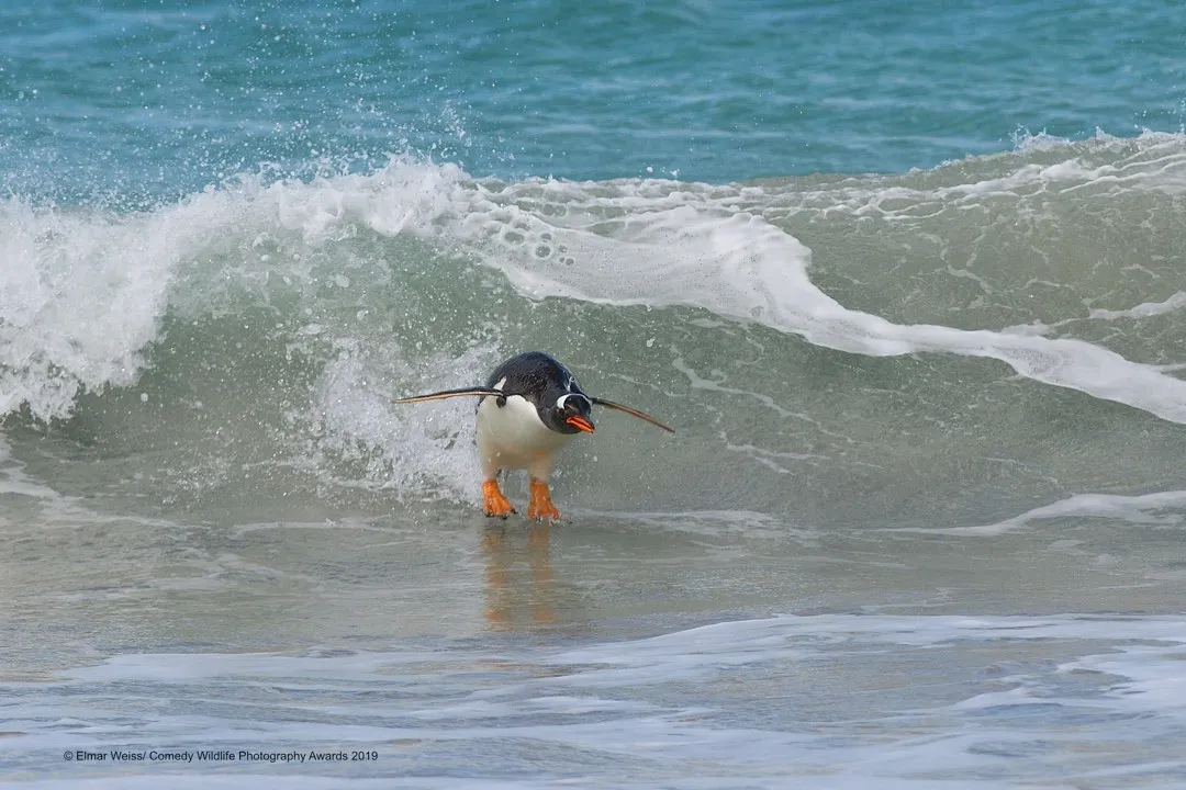 Surfing, South Atlantic style © Elmar Weiss / Comedy Wildlife Photo Awards 2019