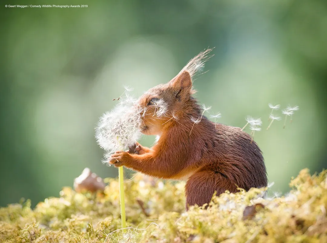 Squirrel wishes © Geert Weggen / Comedy Wildlife Photo Awards 2019