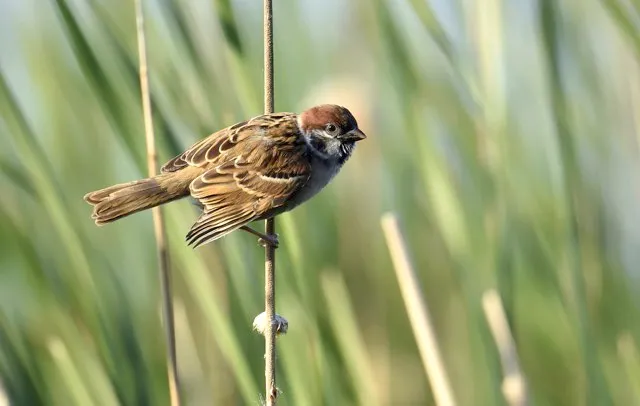 Eurasian tree sparrow © Getty Images