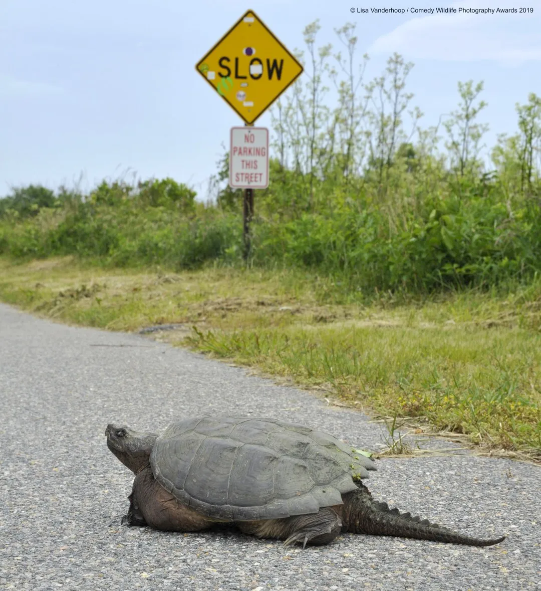 Snarling snappin’ in the slow lane © Lisa Vanderhoop / Comedy Wildlife Photo Awards 2019