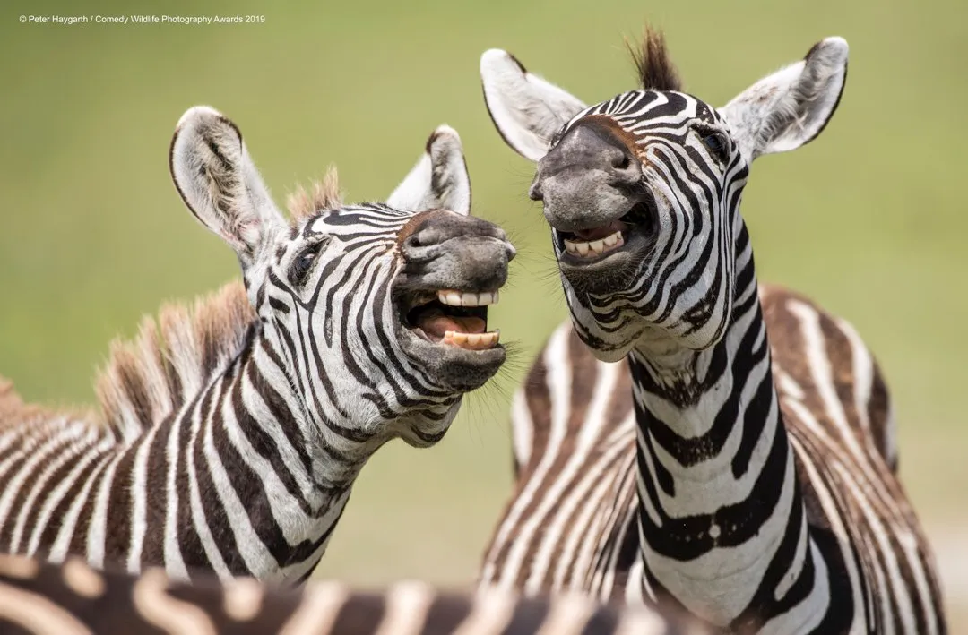 Laughing zebra © Peter Haygarth / Comedy Wildlife Photo Awards 2019