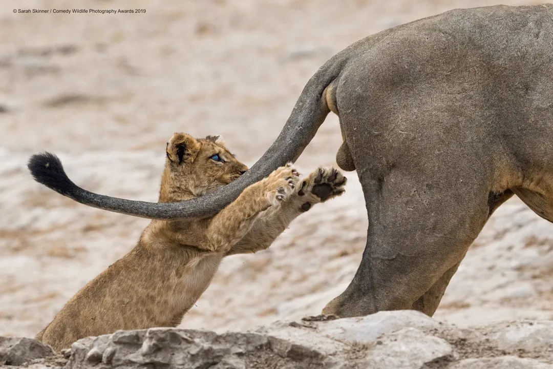 Grab life by the… © Sarah Skinner / Comedy Wildlife Photo Awards 2019