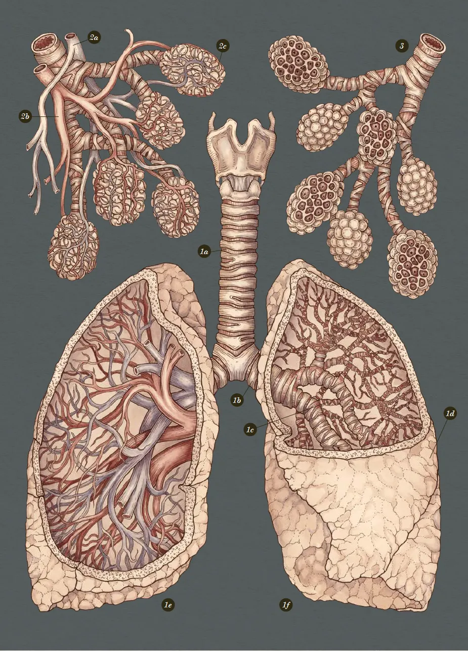 The Lungs