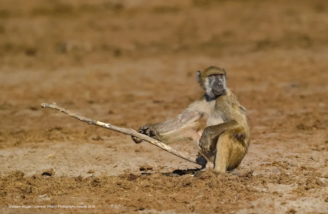Baboon fishing © Willem Kruger / Comedy Wildlife Photo Awards 2019
