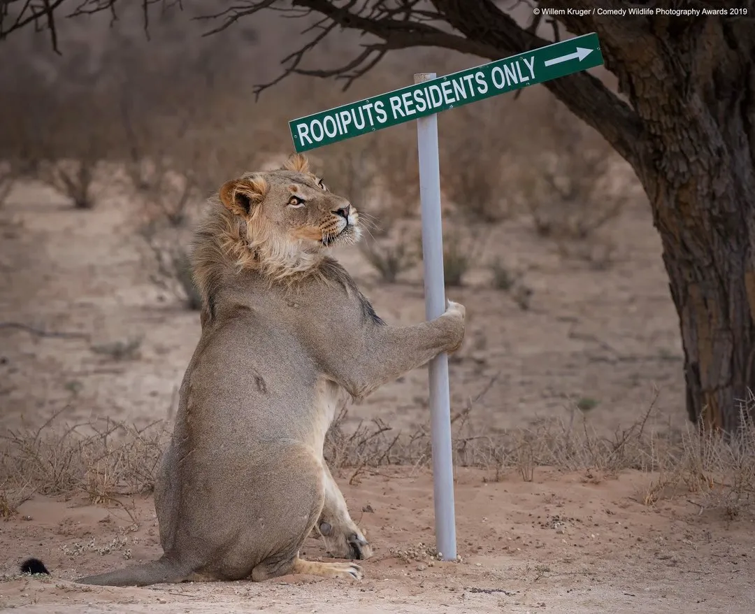 Lion takeaway © Willem Kruger / Comedy Wildlife Photo Awards 2019