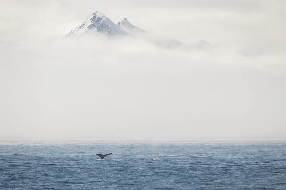 Fog surrounding mountains in the Antarctic (Christian Aslund/Greenpeace/PA)