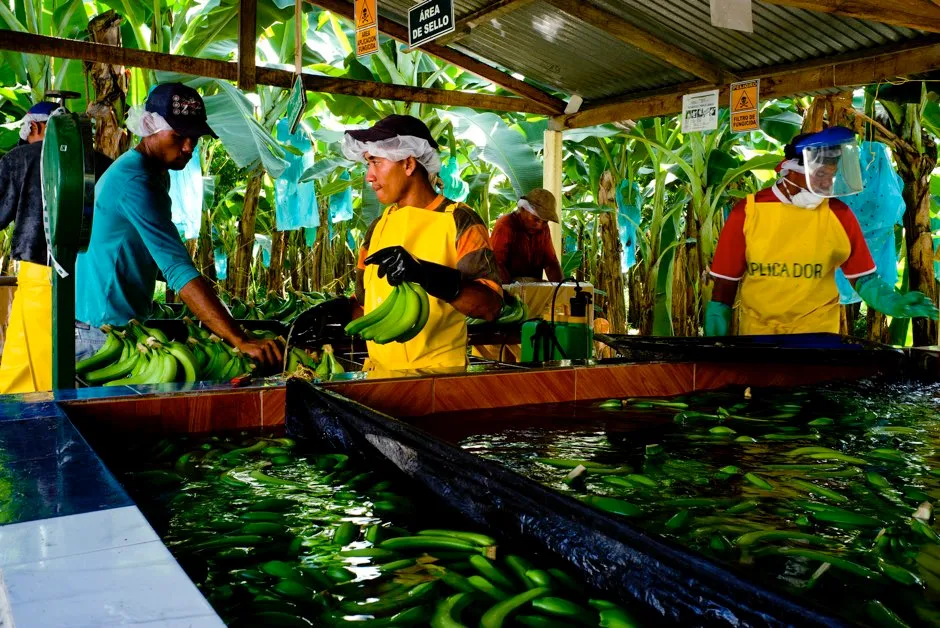 Workers on a banana plantation (David Bebber/University of Exeter/PA)