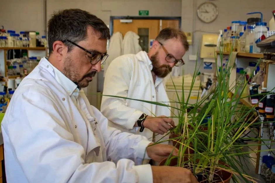 Peter Morris and Ross Alexander examine barley plants in the lab (Heriot Watt University/PA)