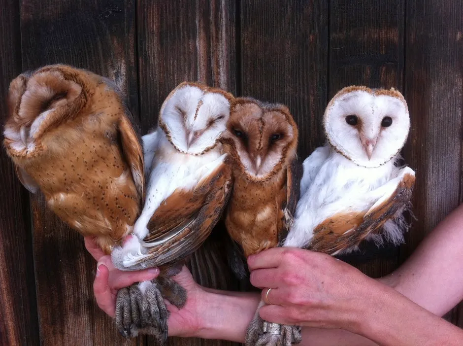Nestling barn owls with varying colouration © Alexandre Roulin/PA