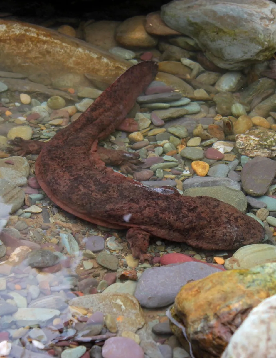 Chinese giant salamanders are now classed as a Critical Endangered species © Ben Tapley/ZSL/PA
