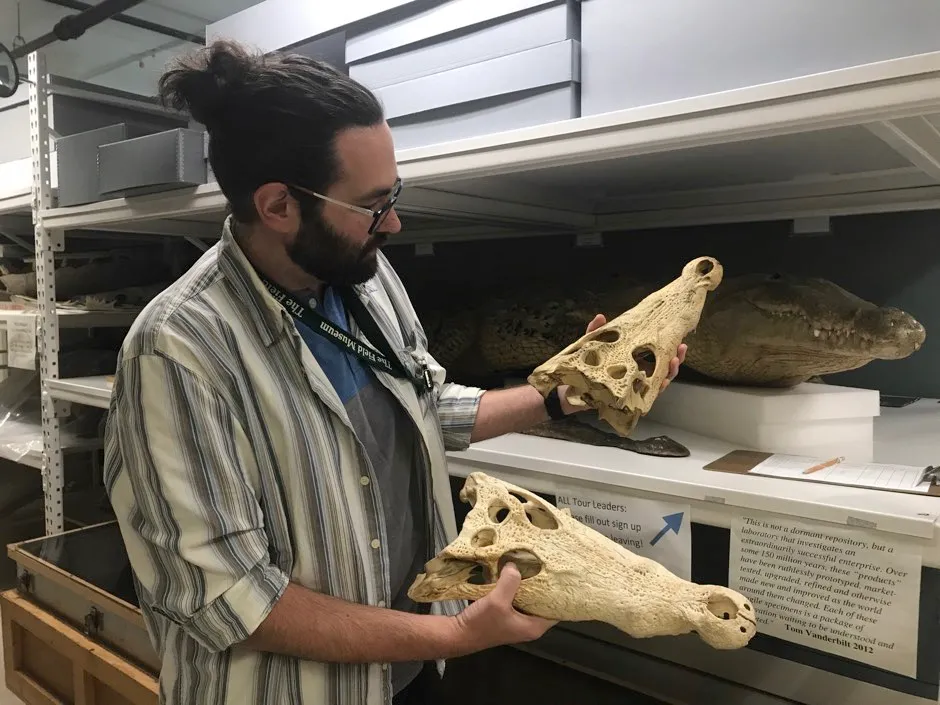 Author Caleb McMahan examining crocodile skulls in the Field Museum’s collections © Kate Golembiewski/Field Museum