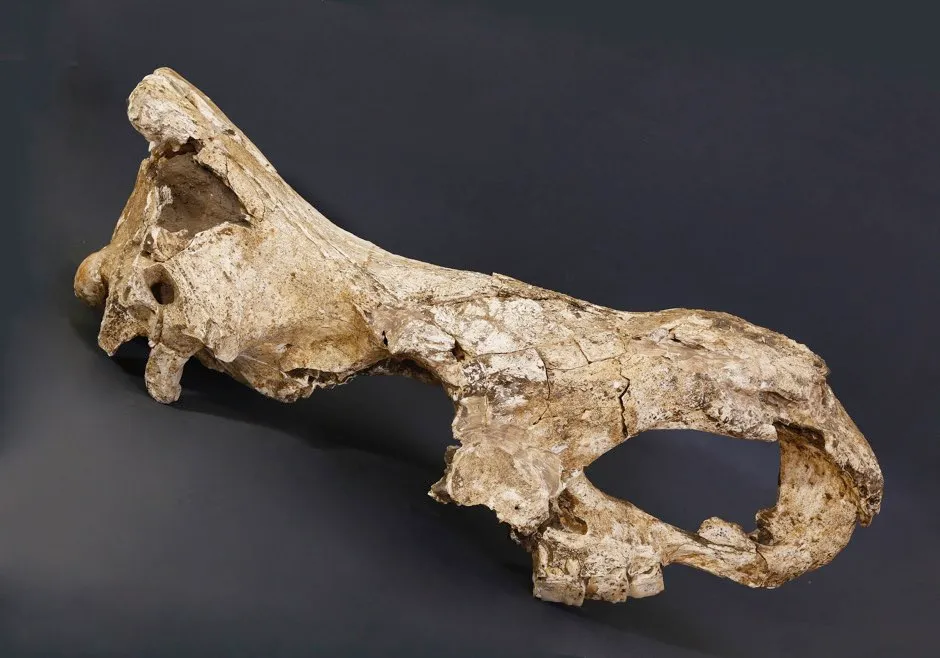 A Stephanorhinus skull from Dmanisi © Mirian Kiladze/Georgian National Museum/PA