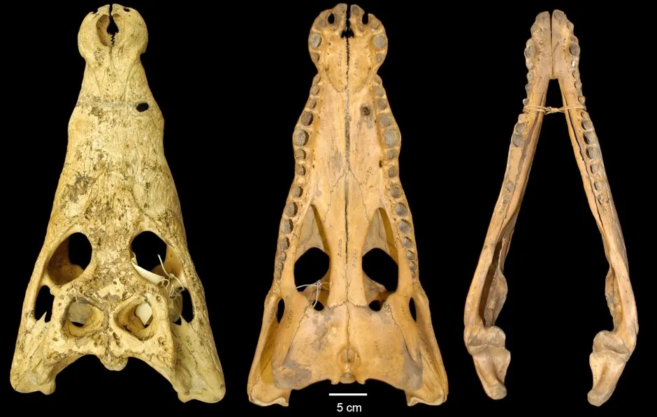A skull from the new crocodile species. © American Society of Ichthyologists and Herpetologists