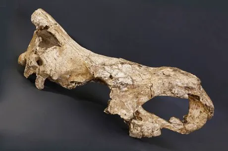 Ancient rhino tooth provides world's oldest sample of genetic data ...